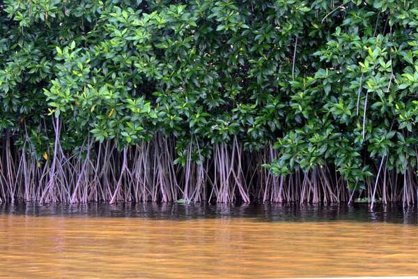 Bali is becoming greener