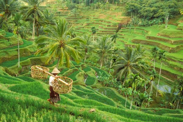 Jatiluwih Eco Farm